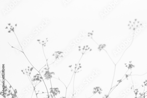 Gray shadows of the flowers on a white wall. Abstract neutral nature concept background. Space for text. Blurred  defocused.
