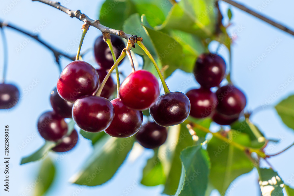Obraz premium Sweet cherry red berries on a tree branch