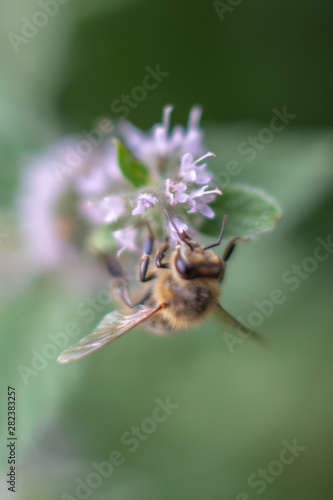 Bee on mint flower - fresh mint © Marcin