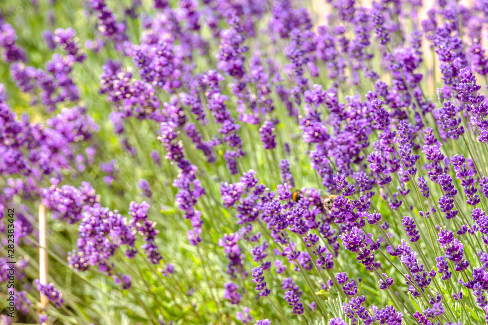Obraz premium Blooming flower of lavender in the garden. Purple flowers, background.