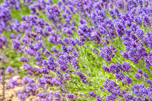 Field of lavender  flower background