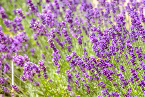 Blooming flower of lavender in the garden. Purple flowers, background.