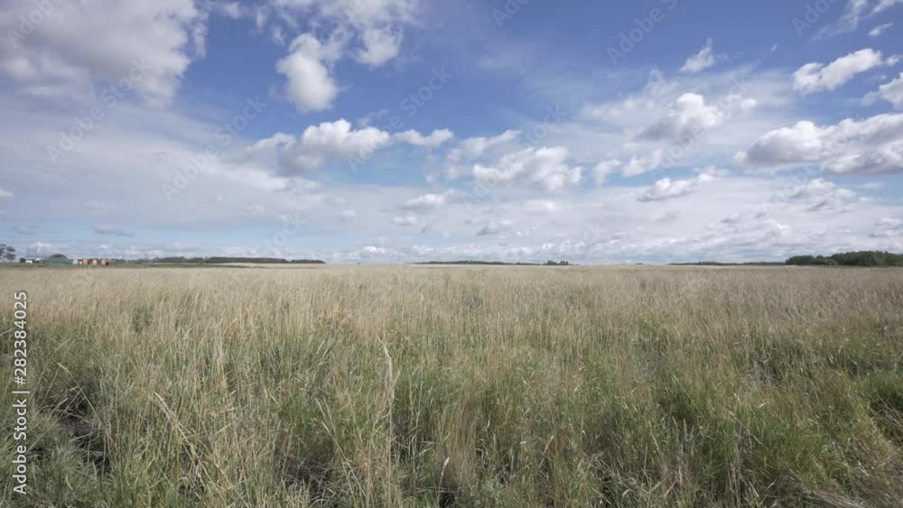 wheat field prairie timelapse at harvest wheat field prairie timelapse at harvest