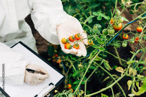 Obraz na płótnie Cherry tomatoes