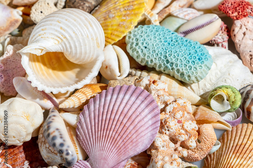 Colourful mix seashell background, horizontal composition