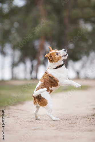 Fototapeta Naklejka Na Ścianę i Meble -  jack russell terrier dog
