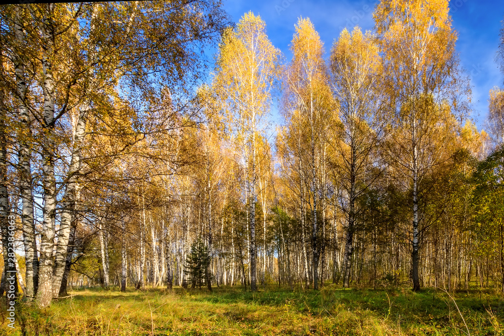 Fototapeta Birch forest on a clear autumn day.