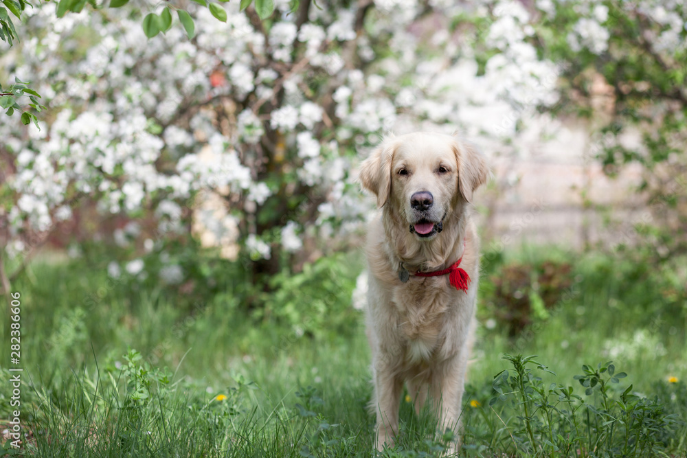 golden retriever dog