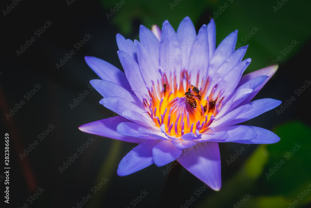Purple lotus flower with group of bees, .Bees flying in the purple lotus blooming Purple lotus flower with group of bees, .Bees flying in the purple lotus blooming