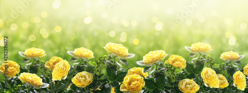 Mysterious spring or summer background  in pastel colors with blooming yellow roses flowers blossom and glowing sparkle bokeh