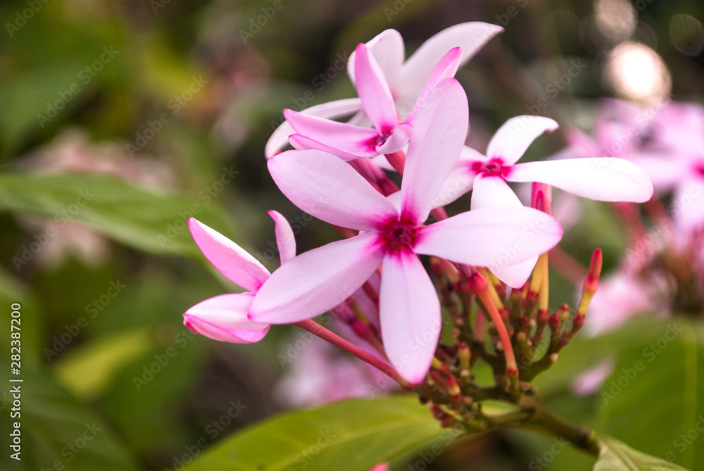 pink flower pink flower