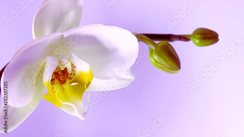 Blooming of White Orchid
