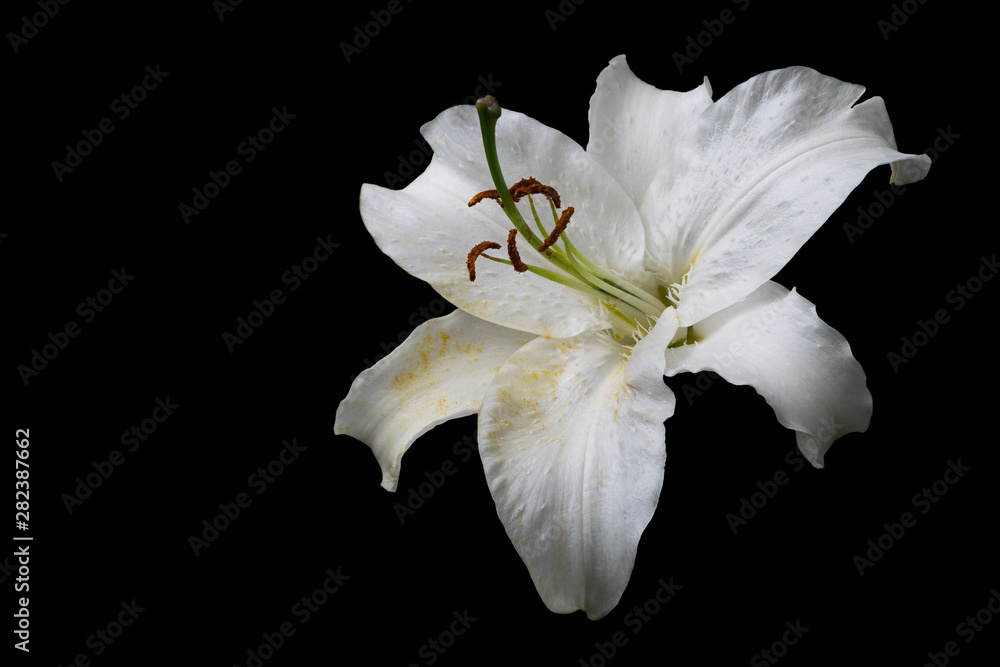 White lily  on black