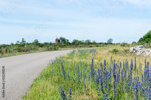 Blossom blueweed by roadside