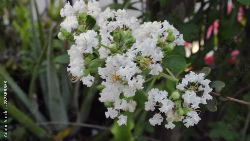 White Flowers in Bloom quickly bouncing in wind White Flowers in Bloom quickly bouncing in wind