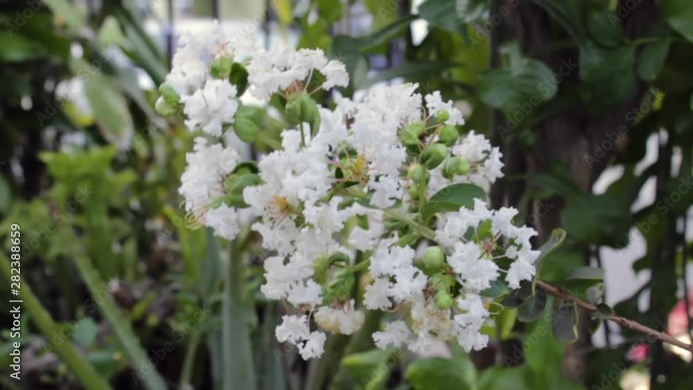 White Flowers in Bloom blowing in wind White Flowers in Bloom blowing in wind