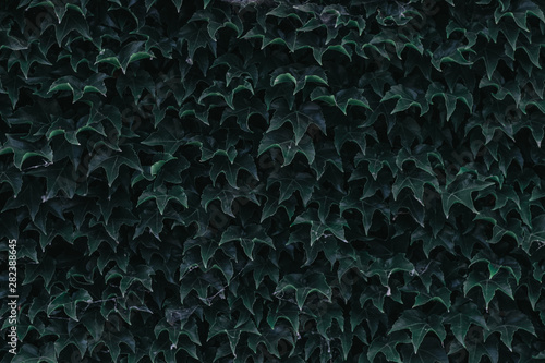 green ivy leaves close up. texture and background for designers. symmetrical leaves
