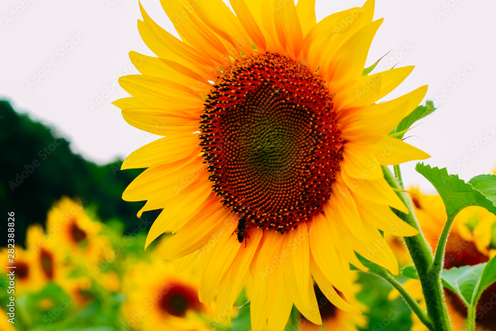 Fototapeta premium sunflowers in a field in cloudy weather. Close-up