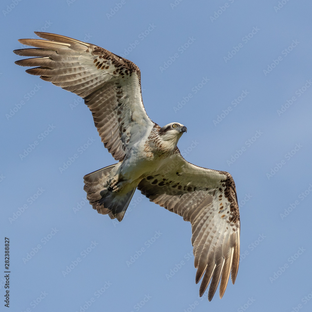 Fototapeta premium Osprey in flight