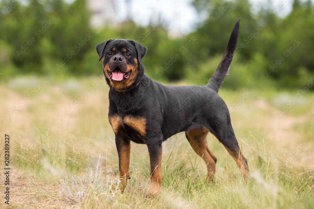 rottweiler dog animal portrait rottweiler dog animal portrait