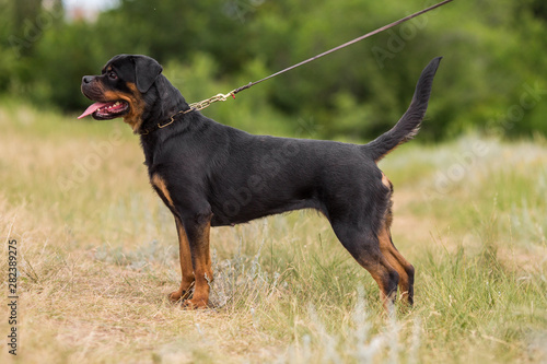 rottweiler dog animal portrait