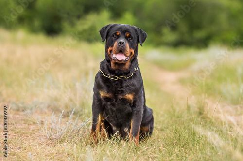 rottweiler dog animal portrait