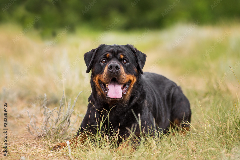 rottweiler dog animal portrait rottweiler dog animal portrait