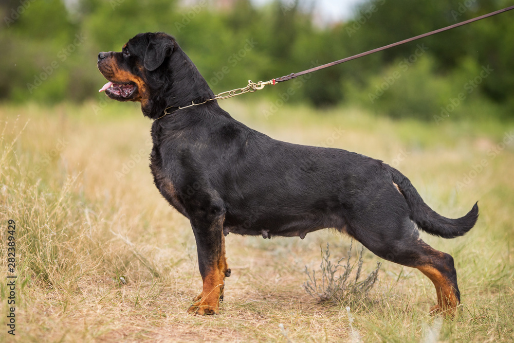 rottweiler dog animal portrait rottweiler dog animal portrait