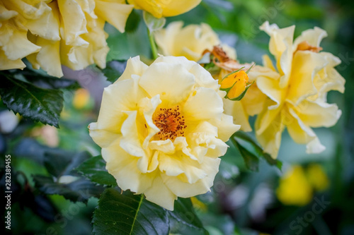 Beautiful yellow roses in the garden on a roses background. Close-up. Rose leaves. yellow flower