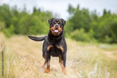 rottweiler dog animal portrait