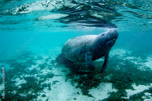 Beautiful manatee enjoying the warm water from the springs in Kings Bay, Crystal River, Florida. photo
