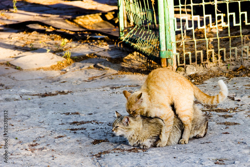 Photography Stray cat copulation beautiful outdoor sunny day