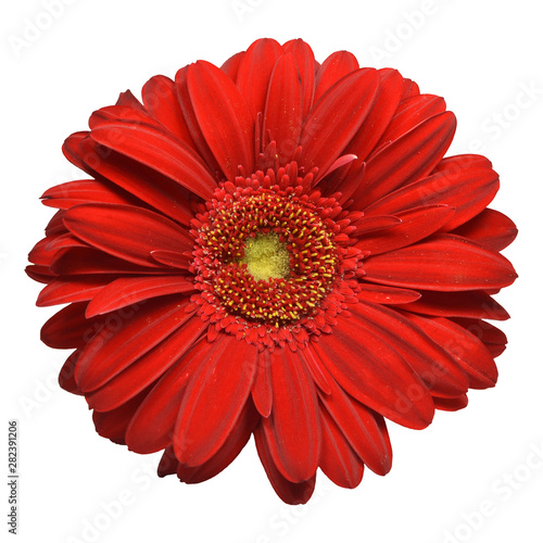 Red Gerbera Flower. Isolated on a white background. Square frame