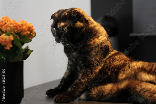 Scottish cat tortoise color sitting on the table. Photo in dark colors, warm light. Cat look at the flowers. Sniffing.