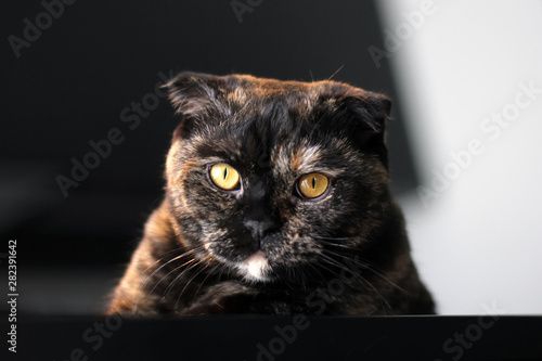 Scottish cat tortoise color. Portrait of a cat on the background of a dark interior