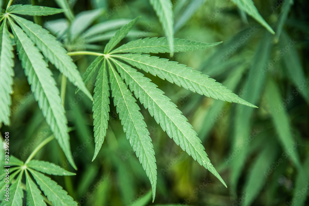Wild agricultural hemp grows in the countryside Wild agricultural hemp grows in the countryside