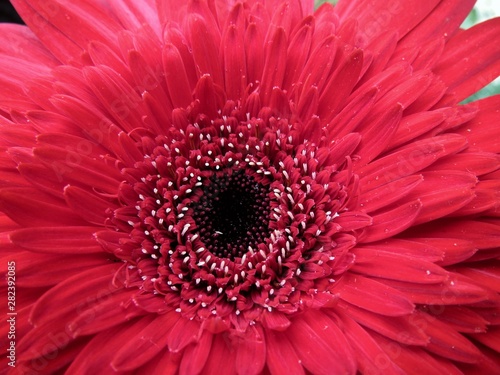 red flower on black background