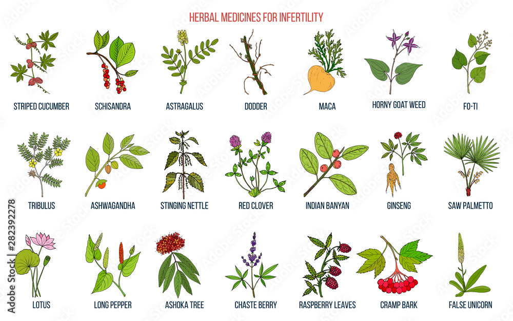 Best herbs for infertility Stock Vector Adobe Stock