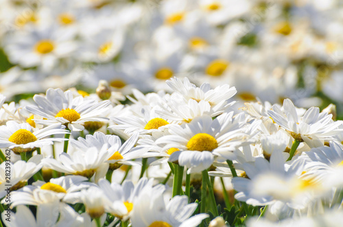 Fototapeta Naklejka Na Ścianę i Meble -  Chamomile flowers background in sunny day close up. Concept: Summer, purity, white flowers, camomile
