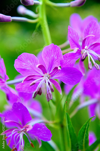 purple flowers of the field