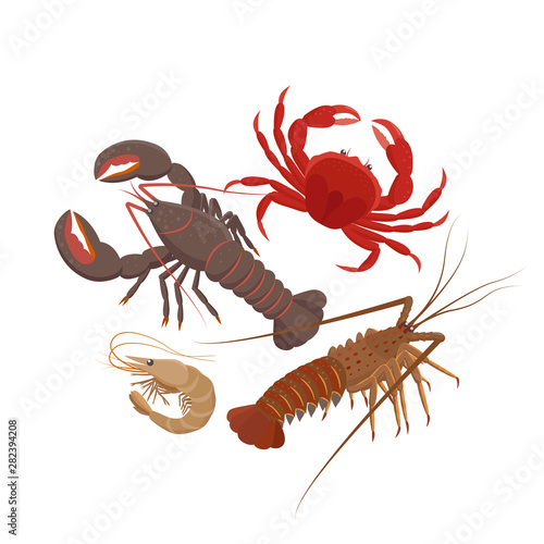 Crustaceans set of vector illustrations in flat design isolated on white background. Lobster, Spiny lobster, Srimp, rab.