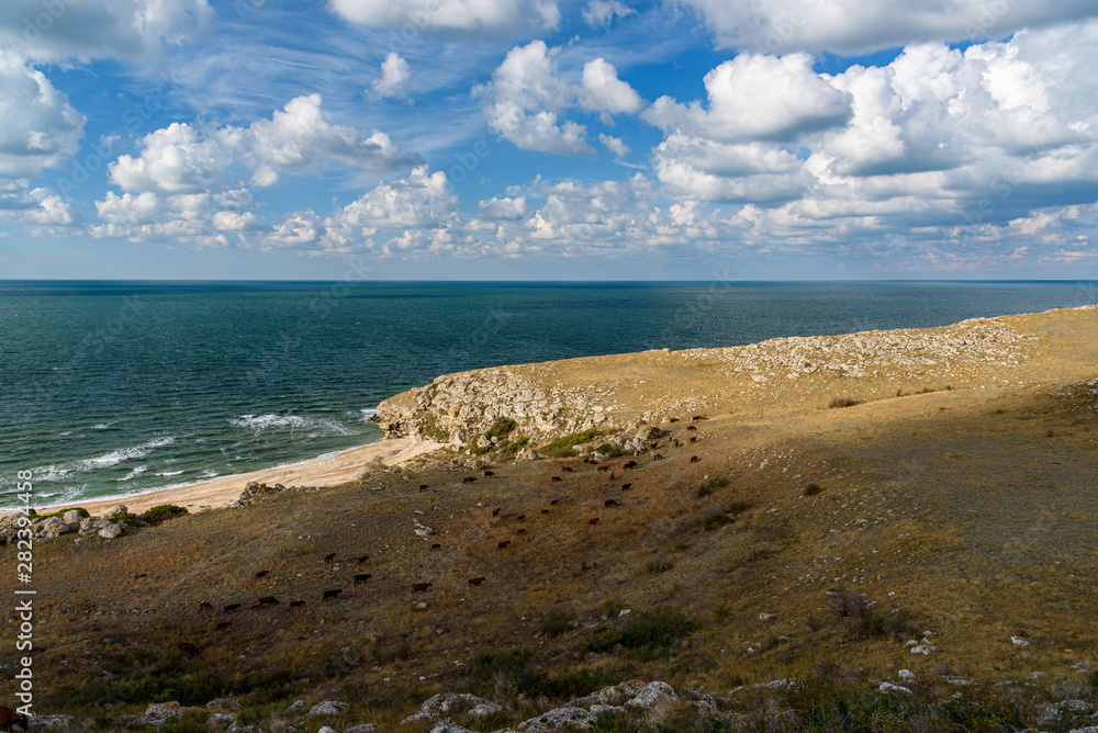 The general's beaches of the Crimean peninsula on a sleepy day with clouds in the sky, cows grazing in the steppe expanses, filmed in the season of golden autumn yellow-golden brown.