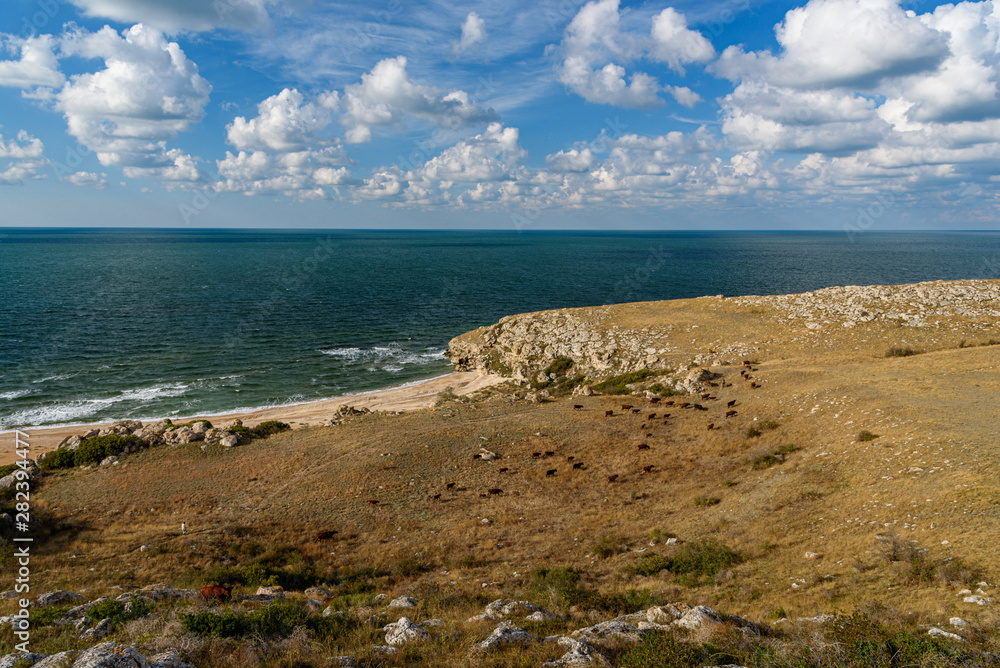 The general's beaches of the Crimean peninsula on a sleepy day with clouds in the sky, cows grazing in the steppe expanses, filmed in the season of golden autumn yellow-golden brown.