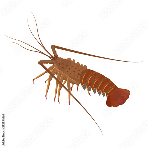 Spiny lobster vector illustration in flat design isolated on white background.