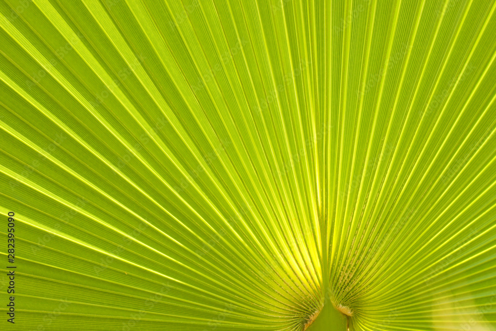Fototapeta premium Palm leaf backlit by sunlight