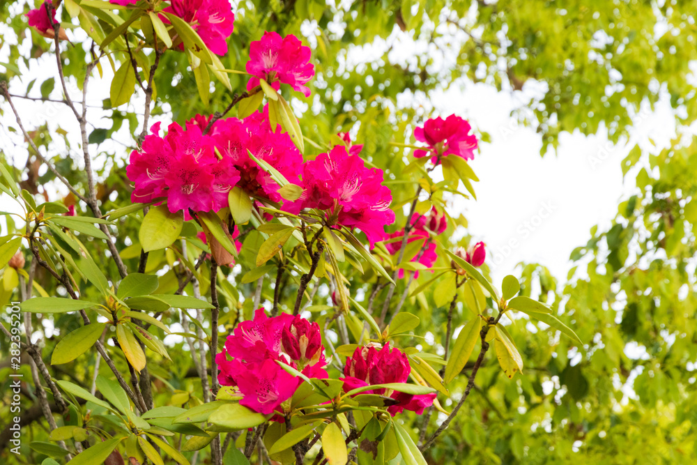 あしかがフラワーパーク 花の風景 あしかがフラワーパーク 花の風景