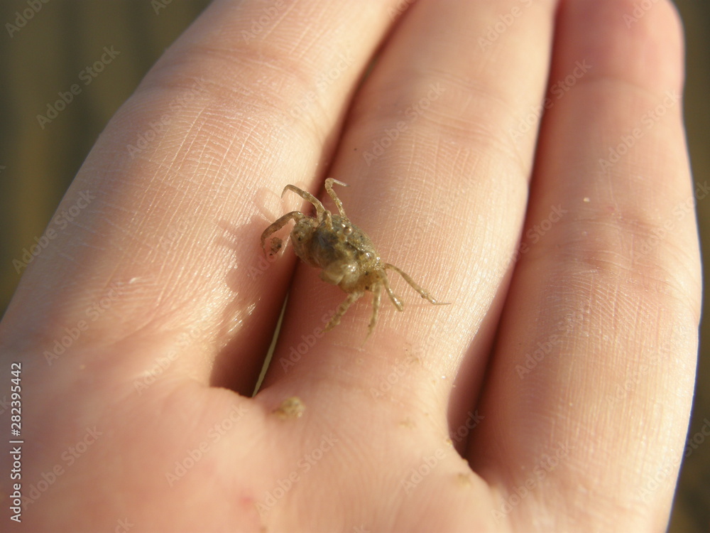Stroll the beach and catch a wind crab by hand