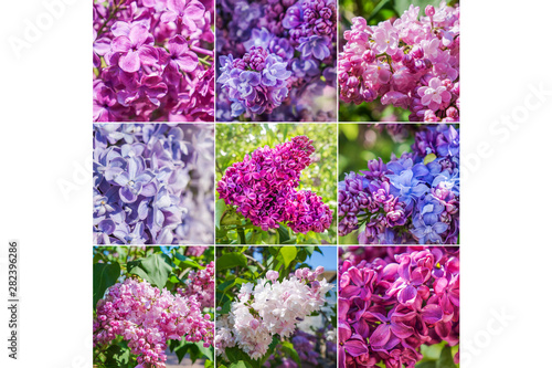 Collage from different pictures of varietal lilac.