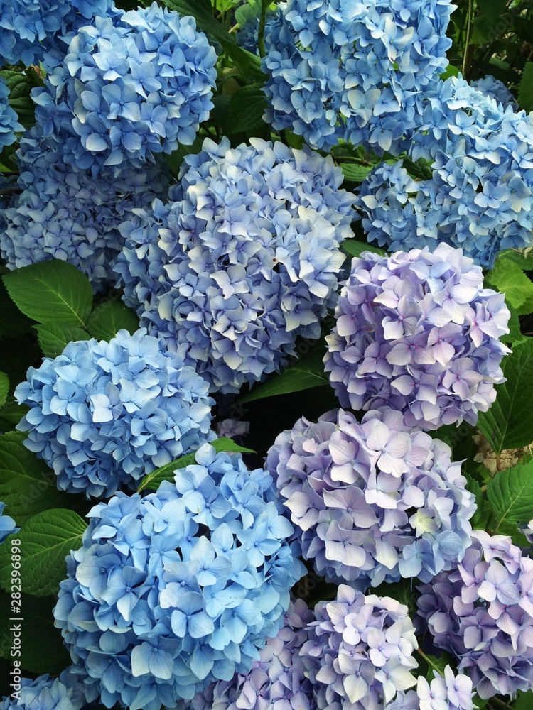 Blue Hydrangea flowers in bloom in the garden Blue Hydrangea flowers in bloom in the garden