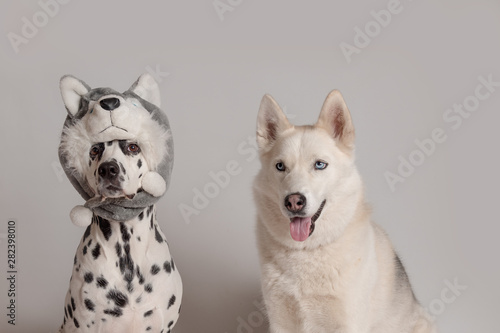 Dalmatian dog in husky hat copies the look of another siberian husky dog. Two funny dogs are sitting in front of camera on white background. Best friends, relationship concept. Copy space